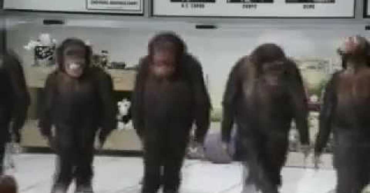 Танцующий шимпанзе. Танцующие обезьяны. Танцующая обезьяна. Обезьяна танцует гиф. Смешная обезьяна танцует.