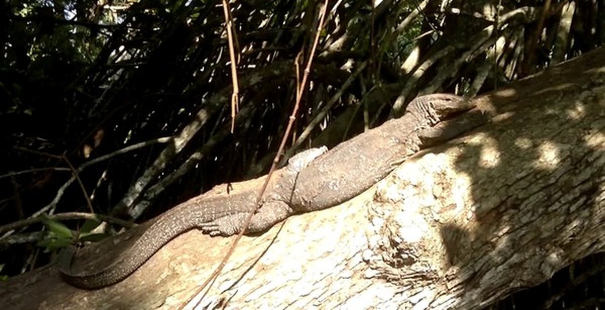 вараны на шри. виды варанов на шри ланке. шри ланка варан 3 метра. вараны на шри ланке. вараны на шри ланке.
