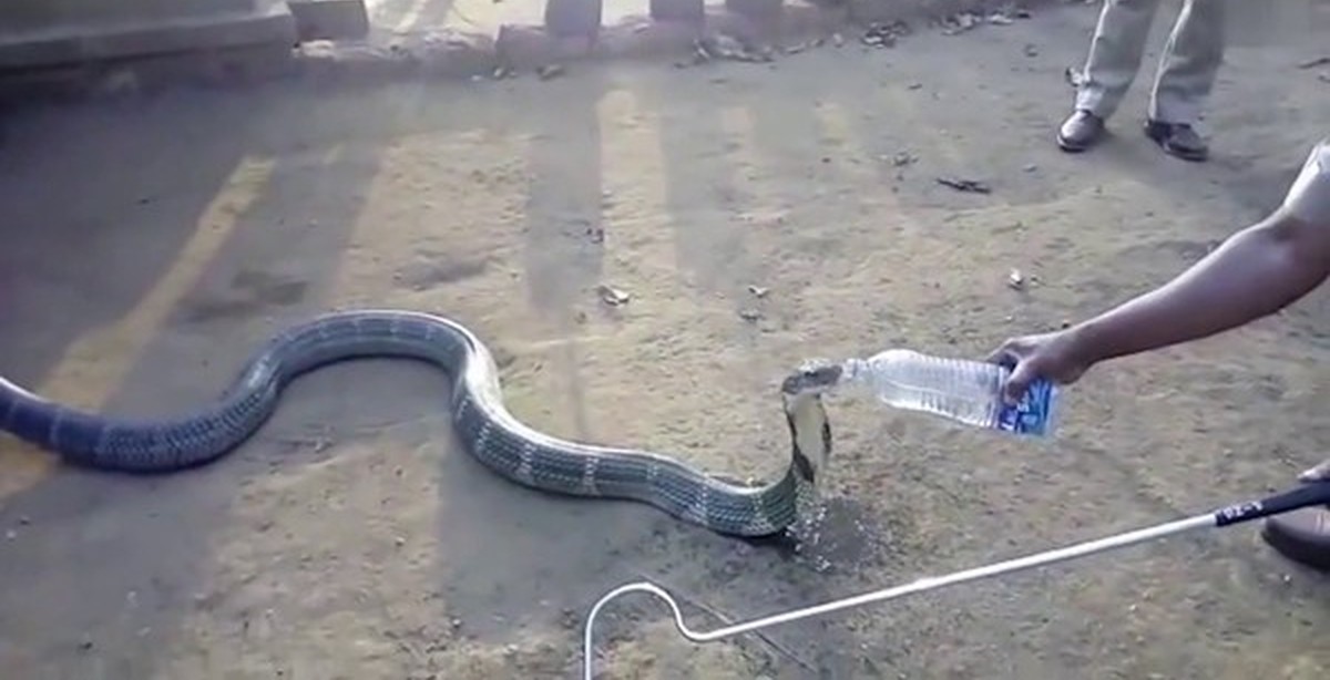 Змея пьет воду. Кольчатая водяная Кобра.