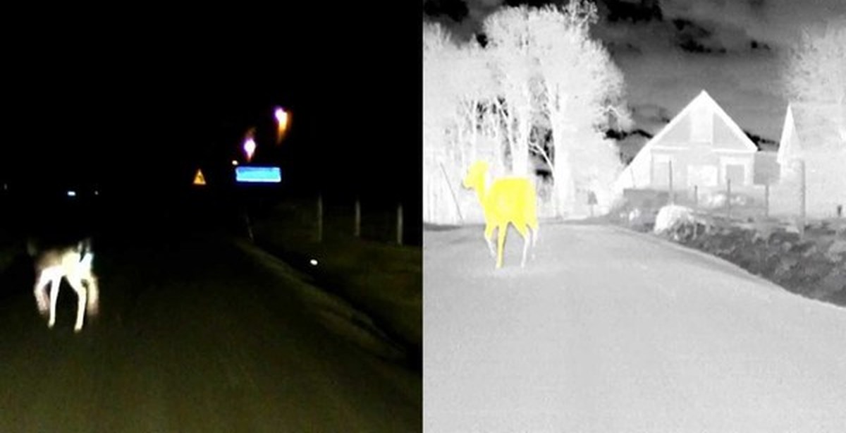 Маленький тепловизор. Видео тепловизора ночью. Ариель. Видео тепловизора ночью. Night vision ночного видения.