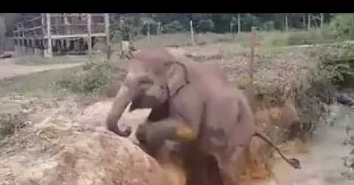 An elephant can climb. Слон пикабу. Ужасы где Слоник помогает детям.