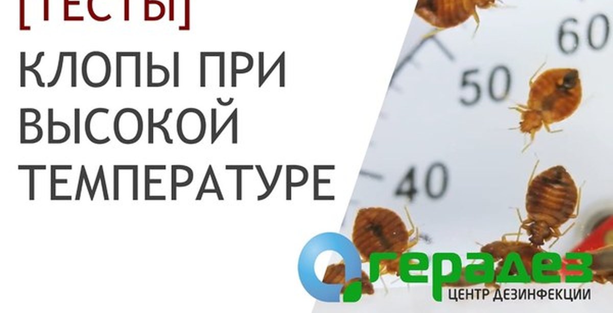 Клопы погибают при температуре. При какой температуре погибают клопы. При какой температуре гибнут клопы и их личинки. При какой температуре гибнут яйца клопов и клопы. При какой температуре погибают личинки клопов.