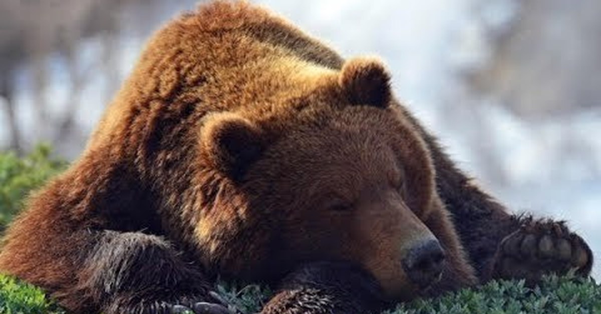 Тибетский бурый медведь ursus arctos pruinosus. Бурый в е. Животный мир тайги бурый медведь. Бурый медведь республики коми. Бурый медведь в тайге.