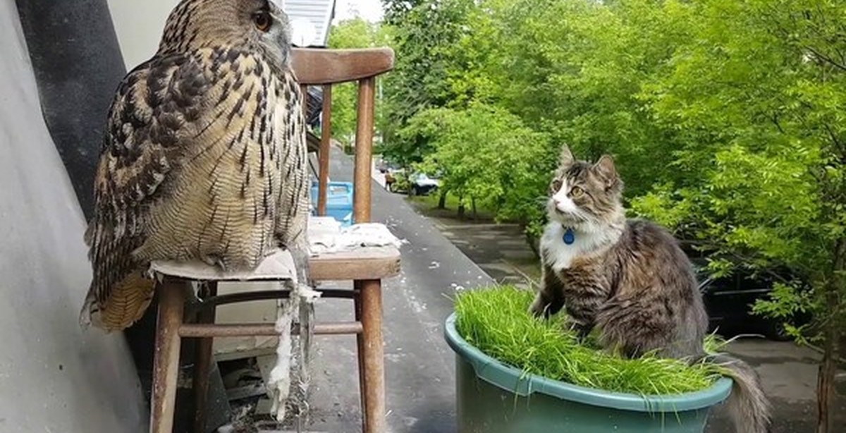 Кот Сова Фото