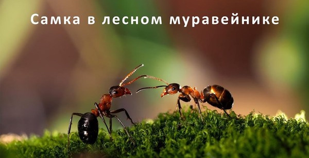 Видео про муравьев. Муравьи во сне. Муравьи Лесные в Крыму. Муравьи во тьме. К чему снятся муравьи.