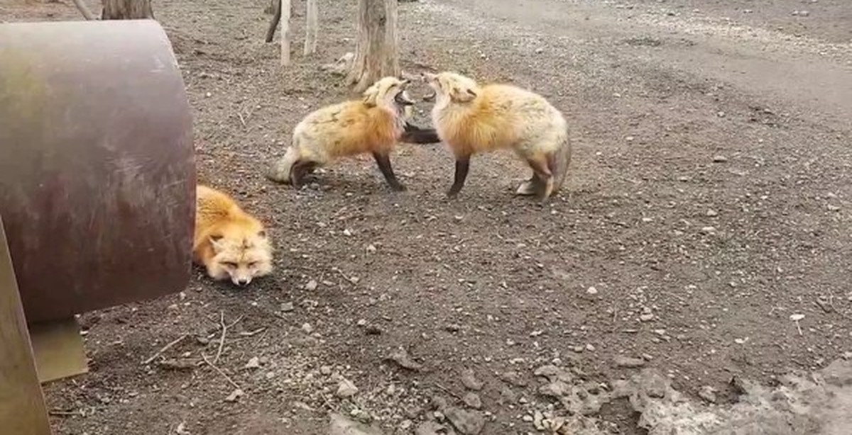 Прикол с лисой