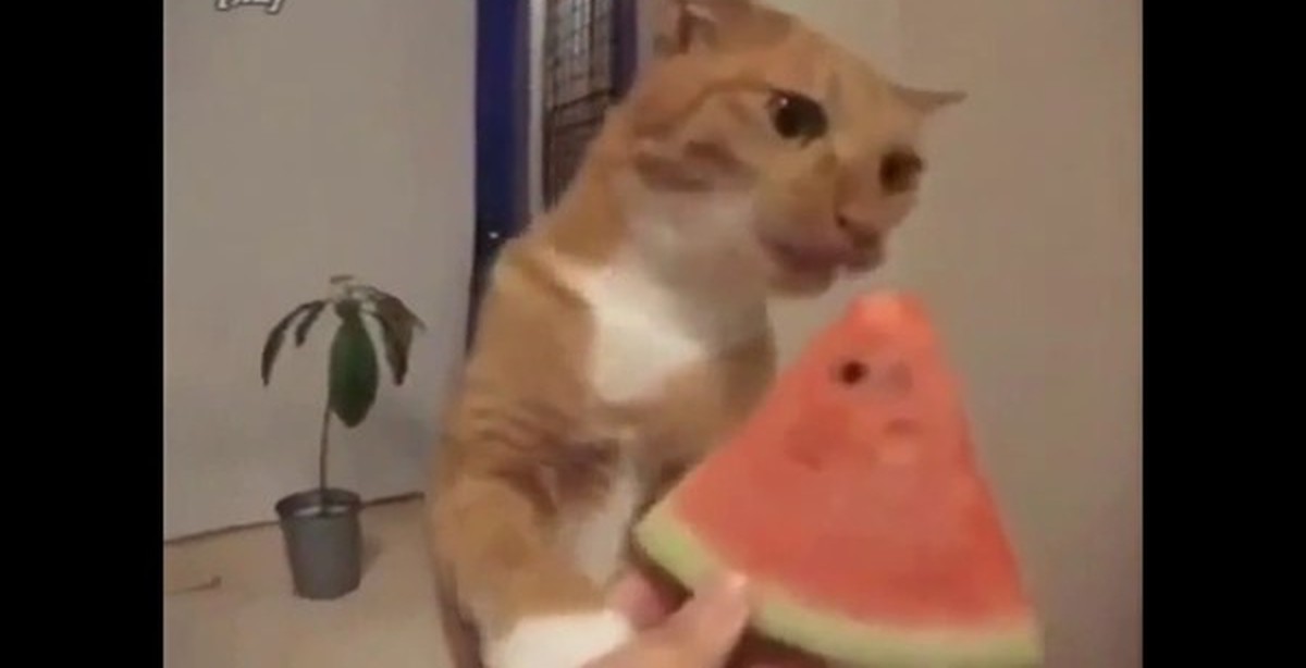       Cat quotAtomquot eat watermelon and roarPets  amp Animals      video             