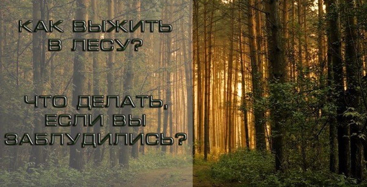 Сходим в лес. Если вы потерялись в лесу. Как выжить в лесу если вы заблудились. Картинка если потерялся в лесу. Ты в лесу?.