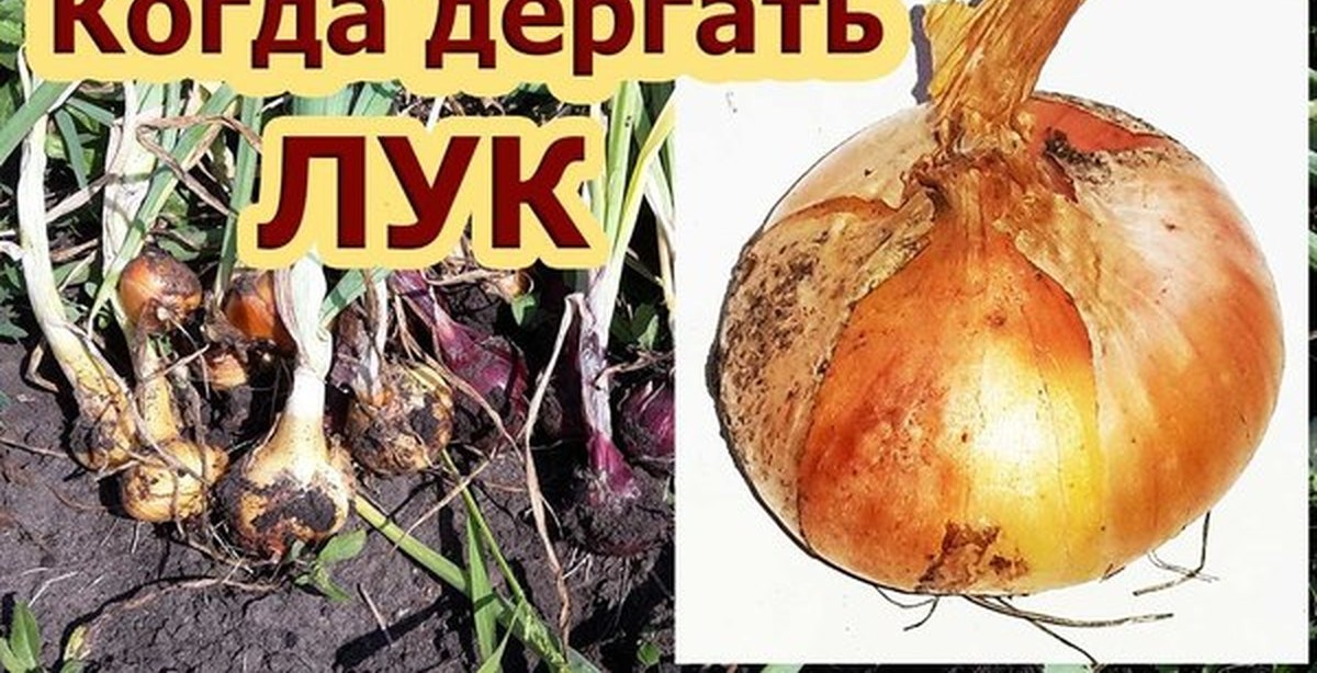 Как определить когда убирать. Когда убирать лук. Когда убирать лук в 2022. Когда дёргать лук. Когда убирать лук в 2022 году.