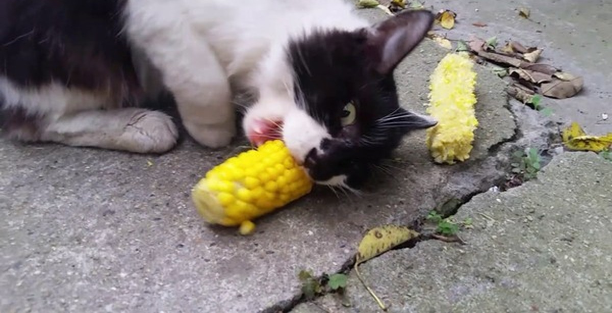 Можно котам кукурузу. Кот с кукурузой. Кошка и кукуруза. Кот ест кукурузу. Котята в кукурузе.