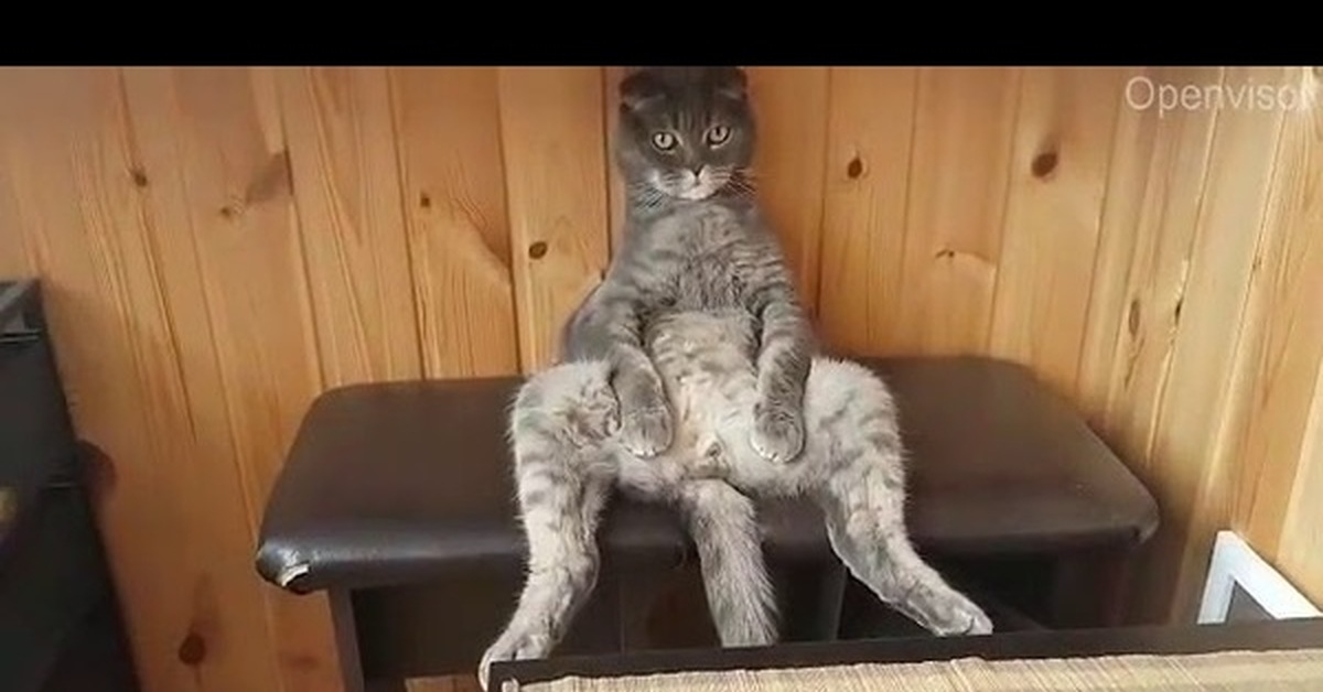 Юмор видео новое. Кот сидит. Шотландский вислоухий кот сидит. Котик смешно сидит.