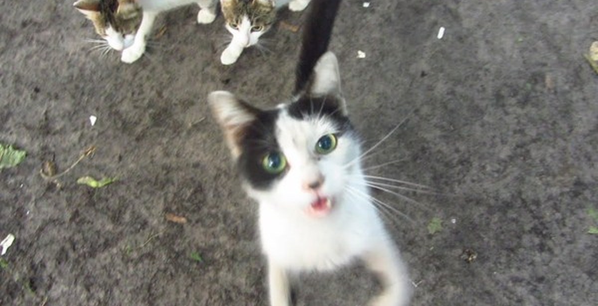 Кошка голодный песня. Robin Seplut loudly Cat Meow. Robin Seplut Kittens came out the Baby Meows.