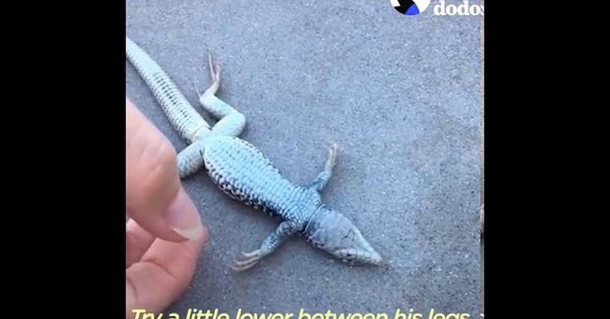 Спас ящерицу. Кавказская агама. Кавказская агама ящерица. Спас ящерицу. Ящерица из скайрима.