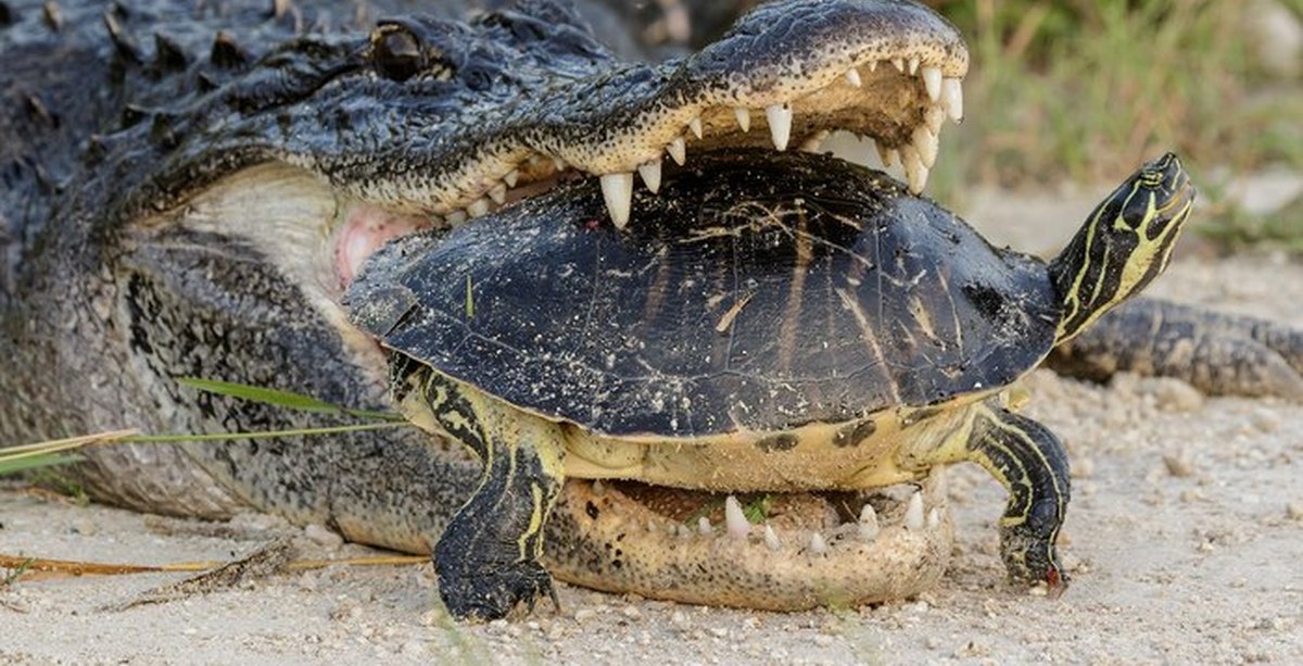 Крокодил самый опасный хищник. Гребнистый крокодил яйца. Гребнистый крокодил нападает. Черепаха Аллигатор. Крокодил и черепаха.