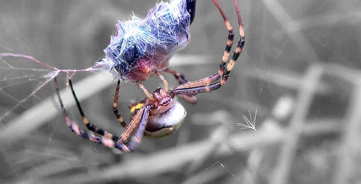 Паук Дрим. Приснился паук и Оса. К чему снится белый паук. Wasp Spider.