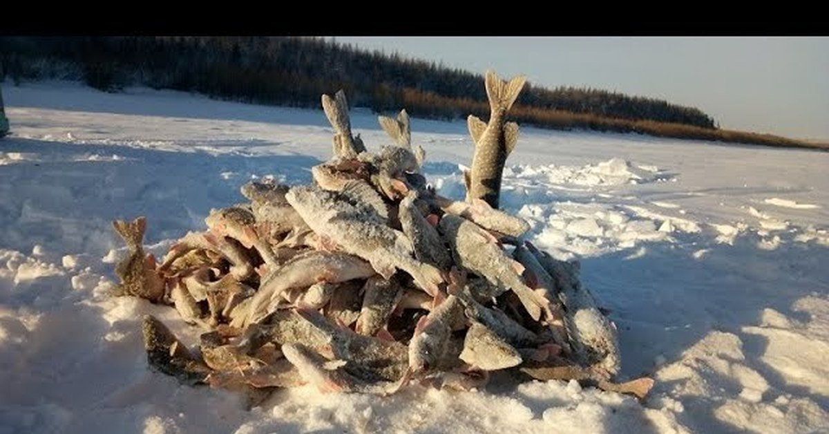 Рыбалка в якутии зимой. Зимняя рыбалка на щуку в Якутии. Зимняя рыбалка в Якутии. Зимняя рыбалка на окуня в Якутии.