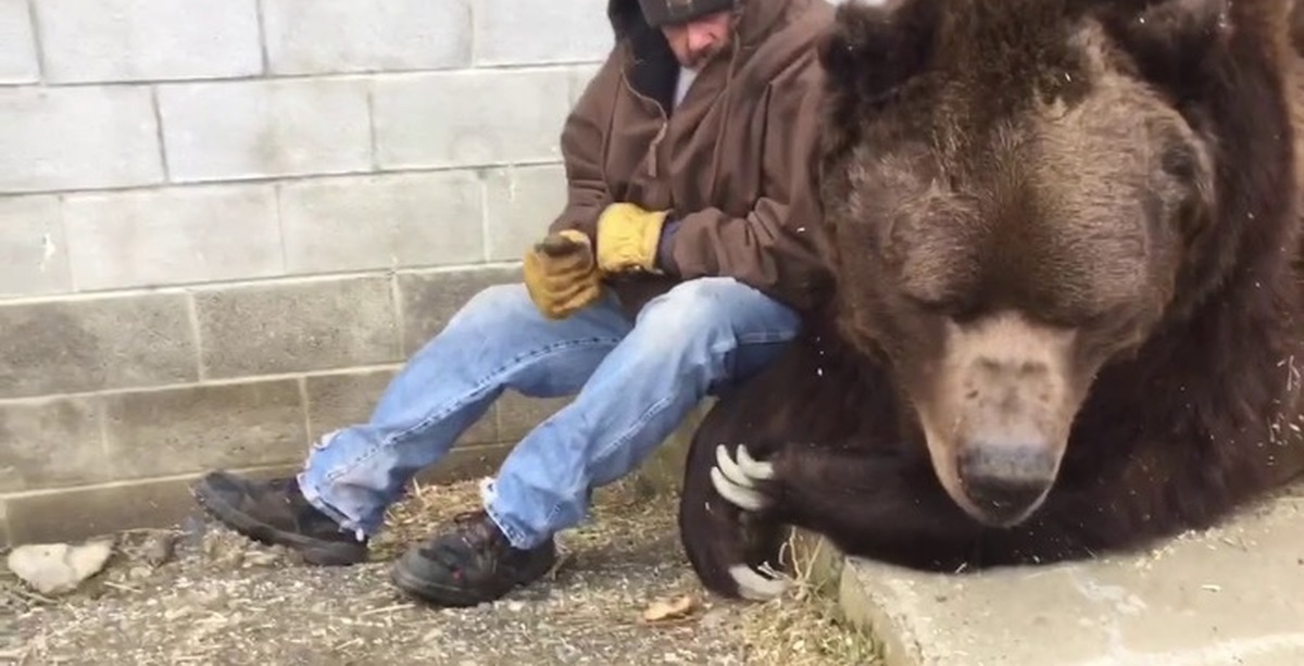 Есть ли медведь людей. Джим Ковальчик. Джим Ковальчик и 22-летний медведь. Джим Ковальчик и медведь.