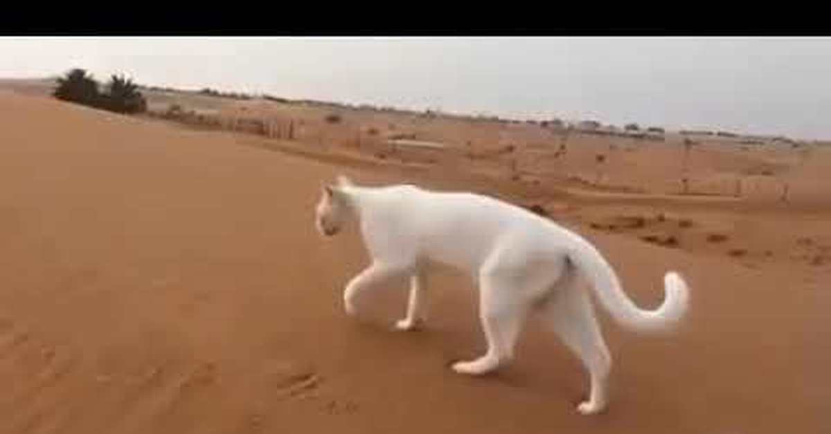 Шагающий кот. Кот идет. Кошка ходит. Белая кошка пустыни. Кот идёт по пустыне.
