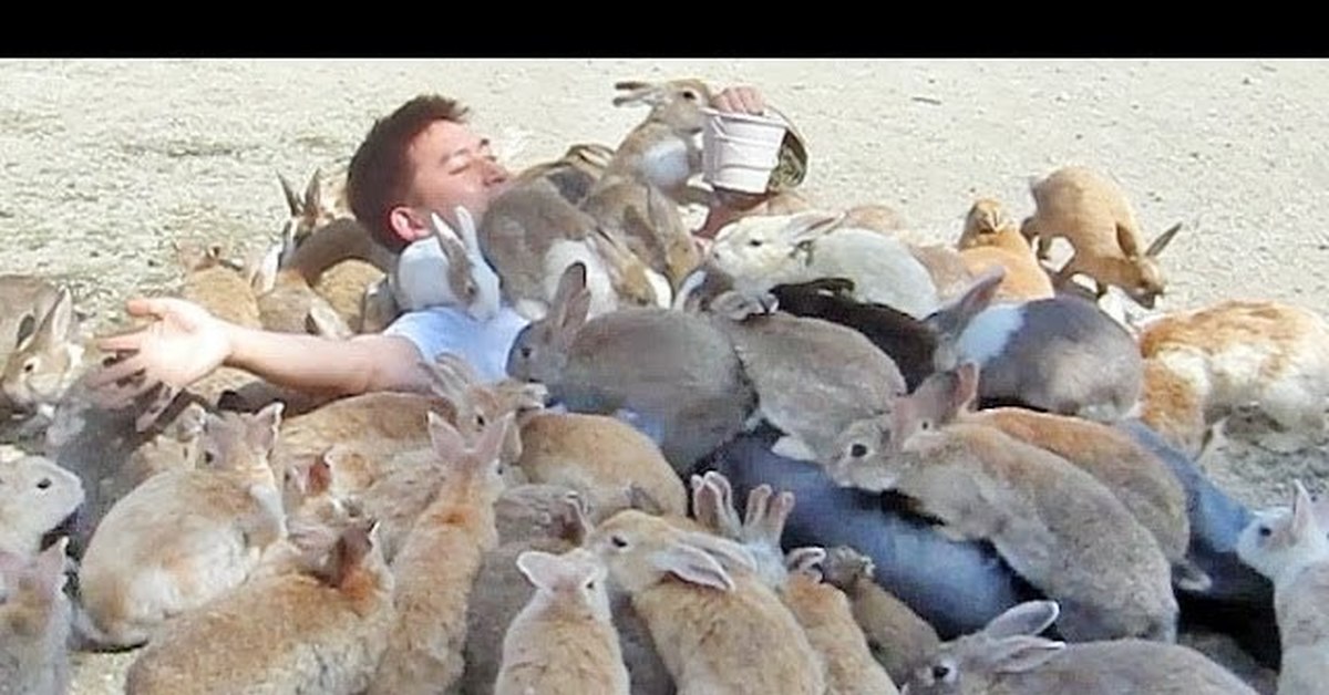 Каких животных завезли в австралию. Окуносима кроличий остров. Остров кроликов Окуносима. Кролики в Австралии Нашествие. Остров кроликов в Японии.
