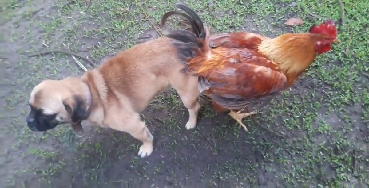 Битая курица. Собака и курица. Собаки спариваются.