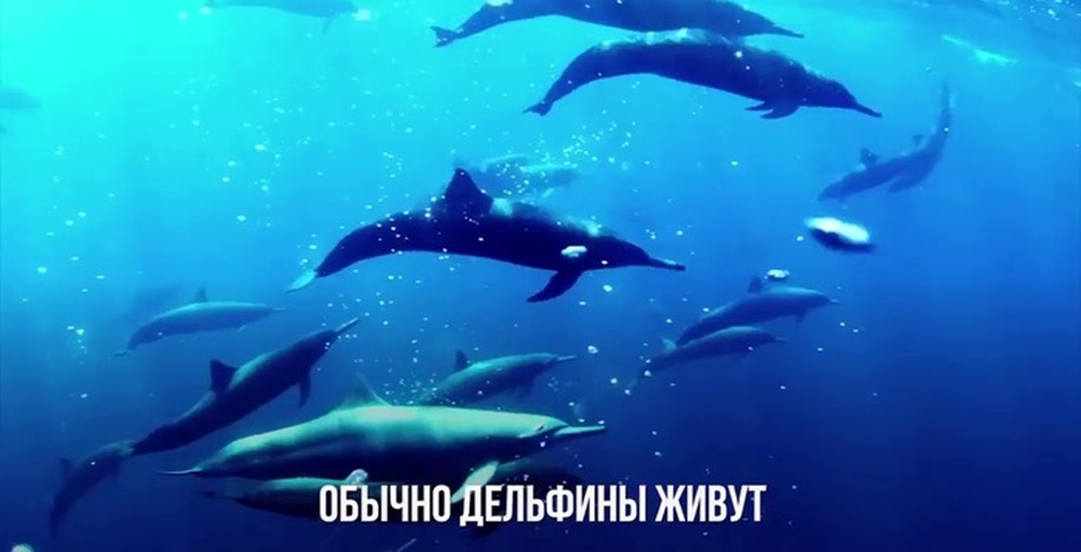 Миграция дельфинов. Запустить дельфинов стаю. Стая дельфинов. Запустить дельфинов стаю. Запустить дельфинов стаю.