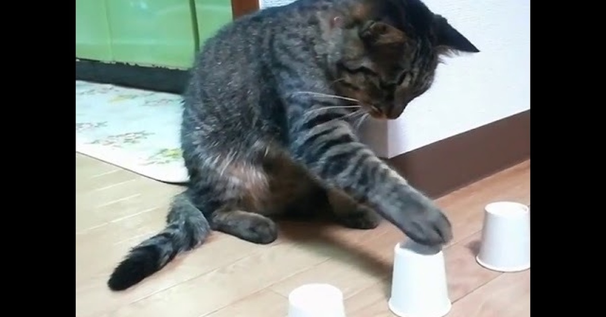 Наперстки сувенирные. Кот наперсточник. Напёрсток souvenirs 1800. Смешные животные гиф. Петербургские сувениры.