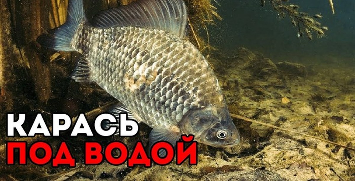 Чем можно кормить карасей. Чем кормить карасей. Кормление карася в домашнем пруду. Чем кормить карасиков. Чем подкормить карася.