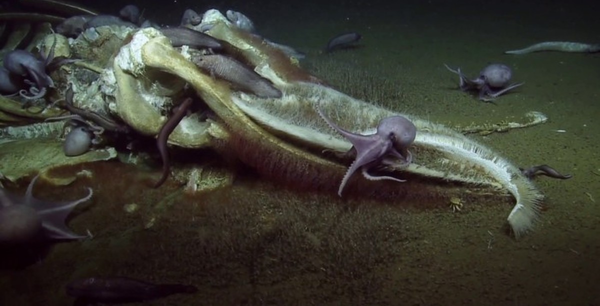 Живые существа суши. Скелеты морских животных. Скелеты морских обитателей. Глубоководный осьминог. Неизученные морские существа.