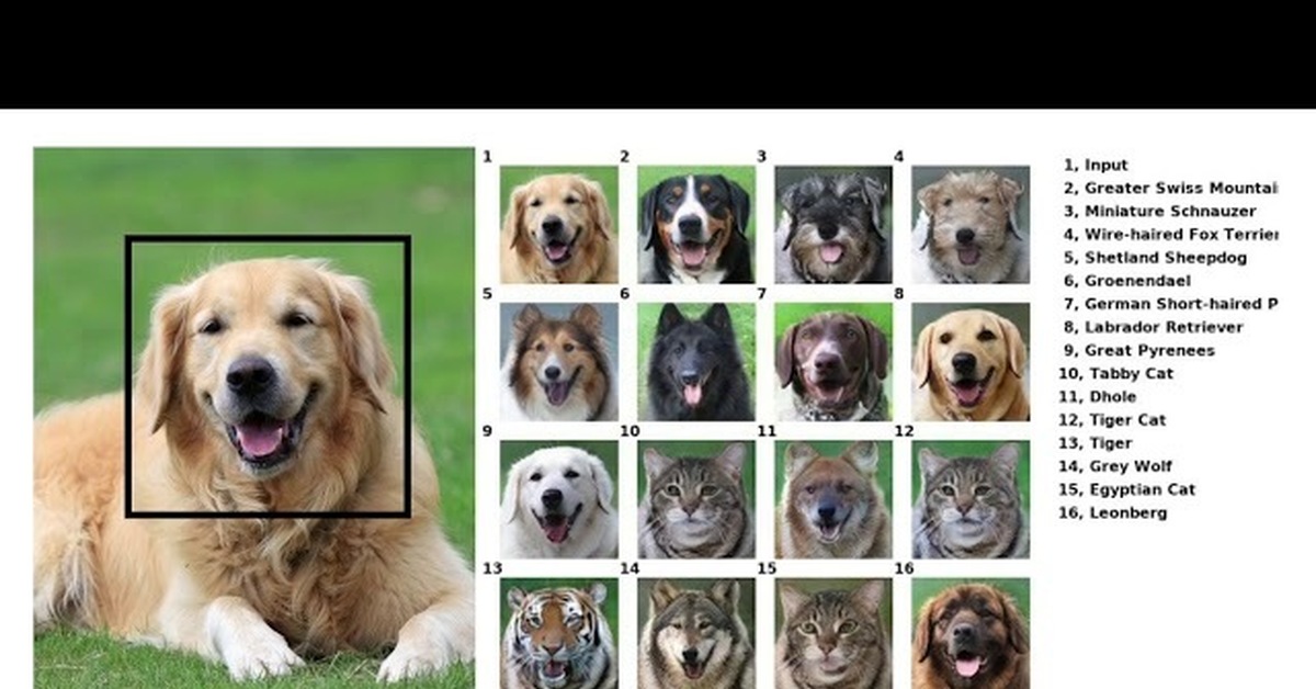 Определение Породы Собаки По Фотографии