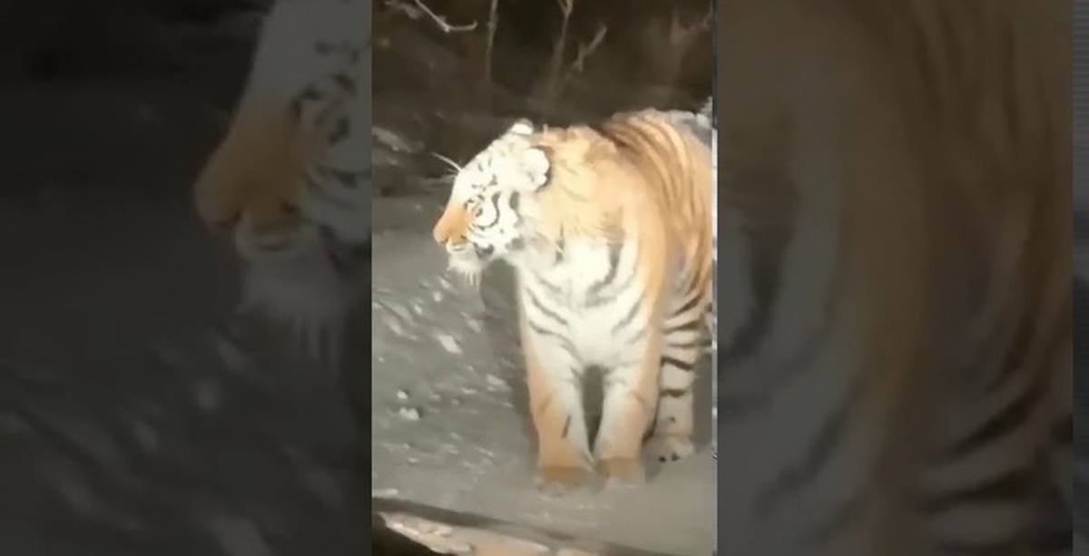 тигр на дороге в хабаровском крае. тигр в приморье подрал человека. тигр вышел к людям. амурский тигр приморье. тигр вышел к людям.