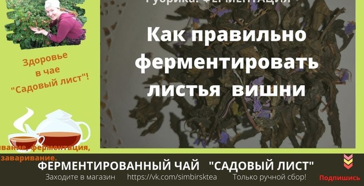 Ферментация польза. Ферментация листьев вишни. Ферментация листьев для чая. Лист вишни ферментированный. Ферментирование листьев вишни для чая в домашних.