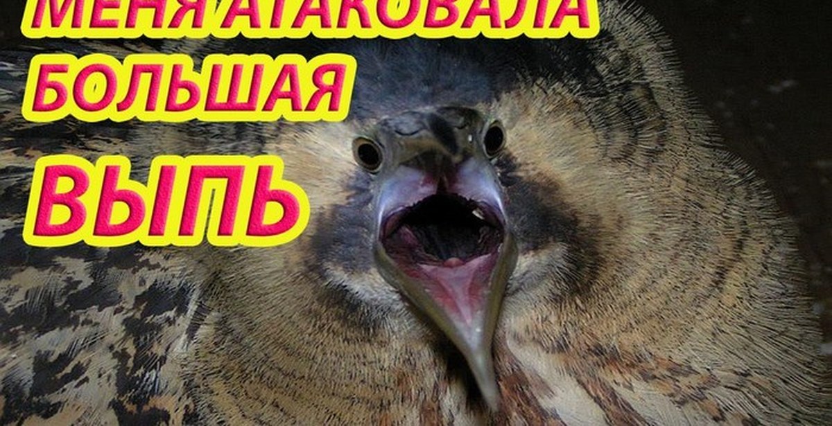 Выпь болотная болотная. Большая выпь звук. Болотная выпь крик. Голос выпи. Крик выпи.