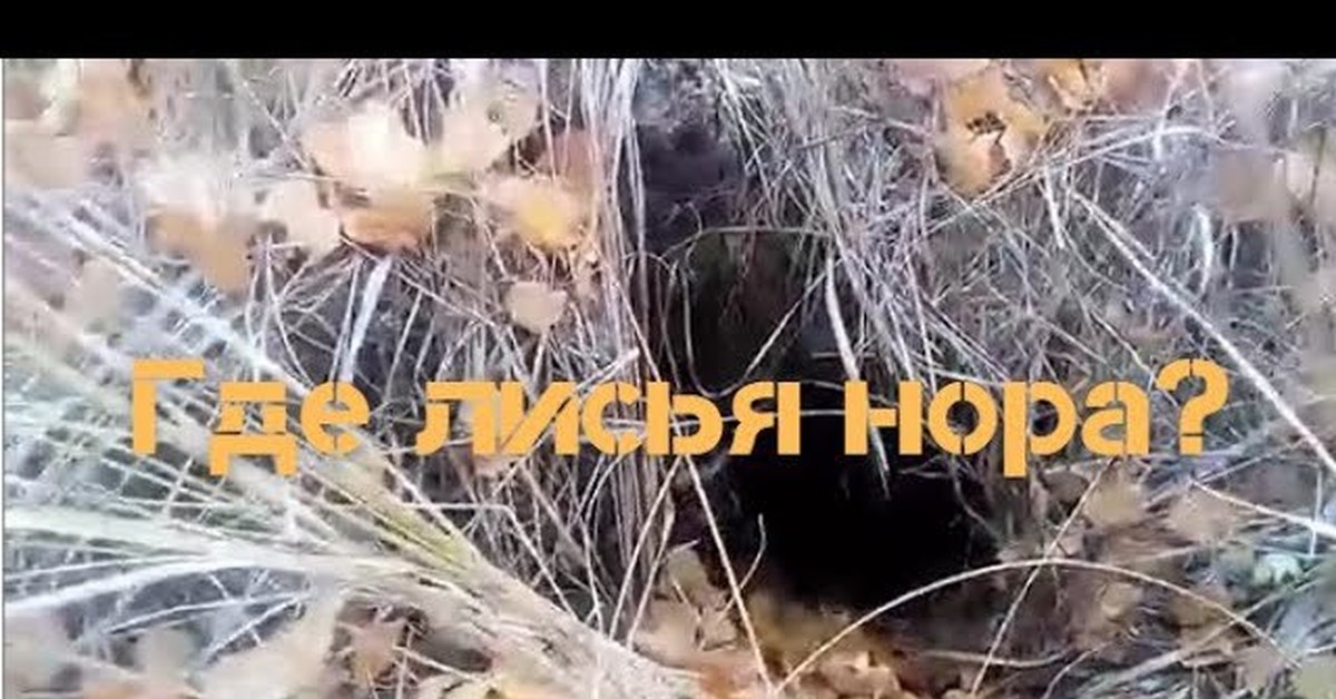 Где лисья нора, ямы в рост человека, молодой лес част 1 | Пикабу